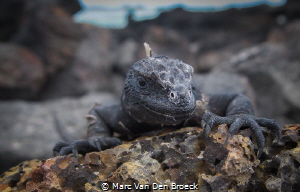marine iguana by Marc Van Den Broeck 